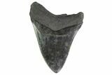 Bargain, Fossil Megalodon Tooth - South Carolina #135460-2